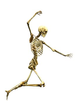 Beyaz üzerine 3D render insan iskeleti