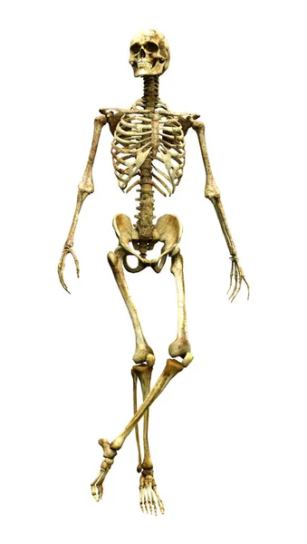 3D rendering mänskliga skelettet på vit — Stockfoto