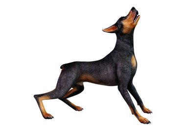 3D render Doberman köpek beyaz