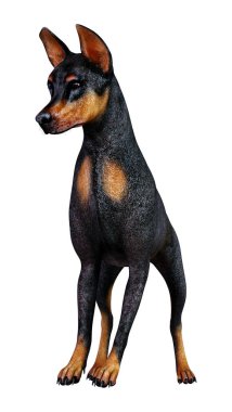 3D render Doberman köpek beyaz