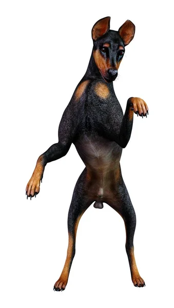 3D render Doberman köpek beyaz — Stok fotoğraf