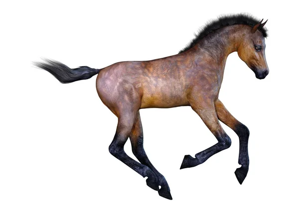 3D representación caballo potro en blanco —  Fotos de Stock