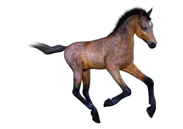 3D rendering Foal αλόγων σε λευκό — Φωτογραφία Αρχείου