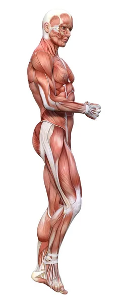 3D Rendering Male Anatomy Figure on White — Stock Photo, Image