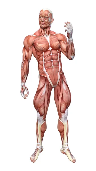 Figura de Anatomia Masculina de Renderização 3D em Branco — Fotografia de Stock