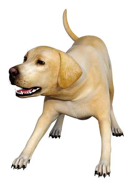 3D rendering Labrador hond op wit — Stockfoto