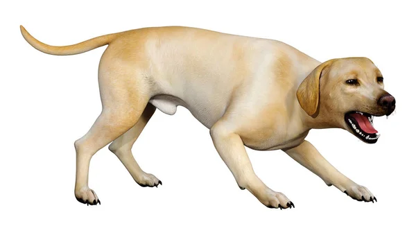 3D renderização Labrador Dog em branco — Fotografia de Stock