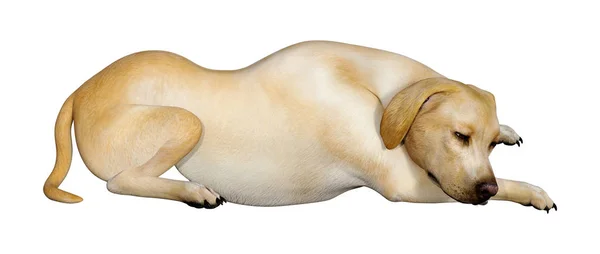 3D vykreslování Labrador pes na bílém — Stock fotografie