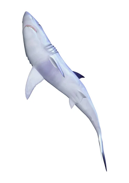 3D Rendering Shark on White — Stock Photo, Image