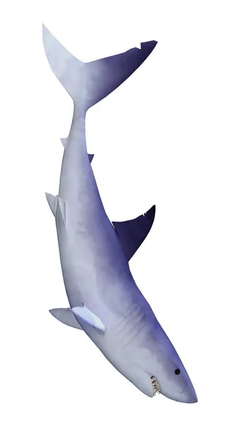 Tubarão de renderização 3D em branco — Fotografia de Stock