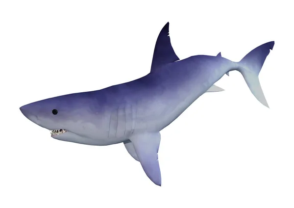3D rendering haj på vit — Stockfoto