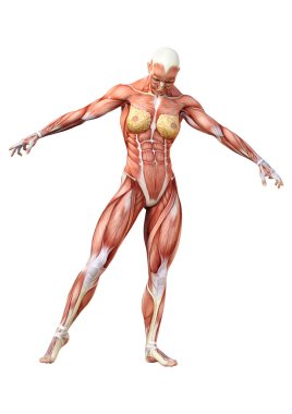 3D render kadın anatomi şekil üzerinde beyaz