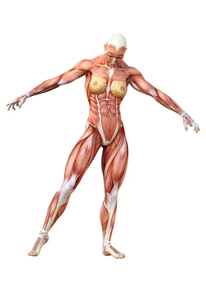 白の 3 d のレンダリング女性の解剖学図 — ストック写真