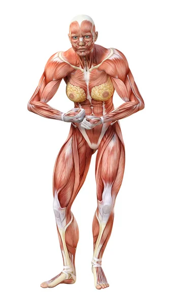 3D Rendering Female Anatomy Figure on White — Stock Photo, Image