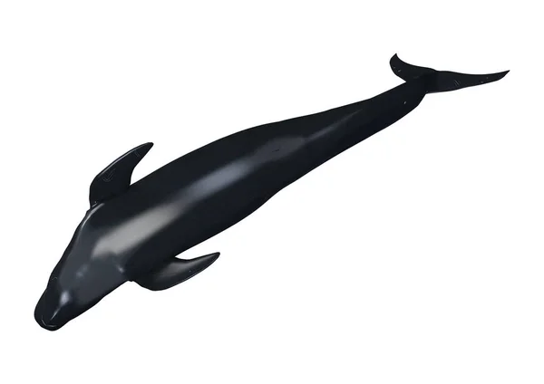 3D rendering pilot Whale na białym — Zdjęcie stockowe