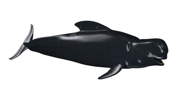 3D rendering pilot Whale na białym — Zdjęcie stockowe