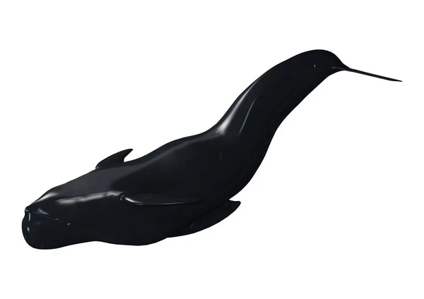 3D Rendering balena pilota su bianco — Foto Stock