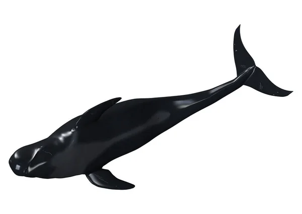 3D rendu pilote baleine sur blanc — Photo