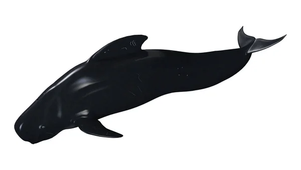 3D rendering pilot Whale na białym — Zdjęcie stockowe