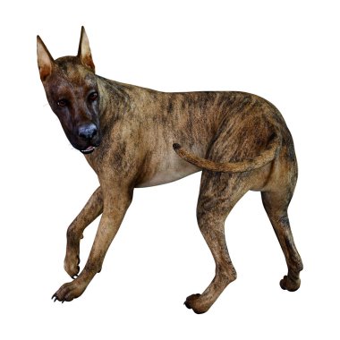 Beyaz üzerinde 3D Rendering brindle Grat Dane köpek