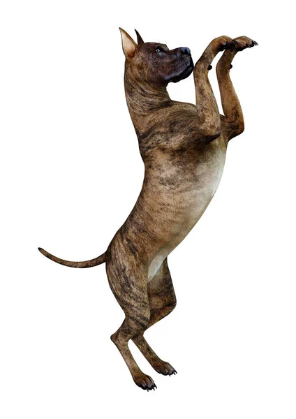 3D Renderizado Brindle Grat Dane Dog en blanco —  Fotos de Stock