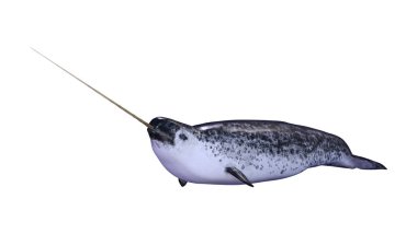 Beyaz üzerinde 3D Rendering erkek Narwhal