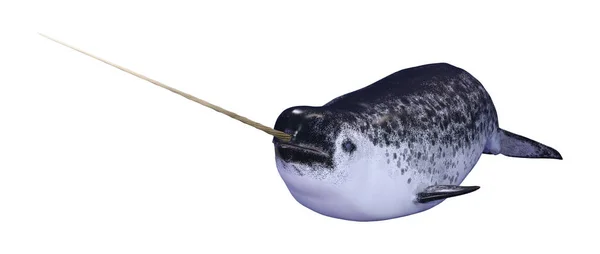 3D Rendering Male Narwhal on White — Stock Photo, Image