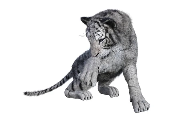3D renderowania Biały Tygrys na białym — Zdjęcie stockowe