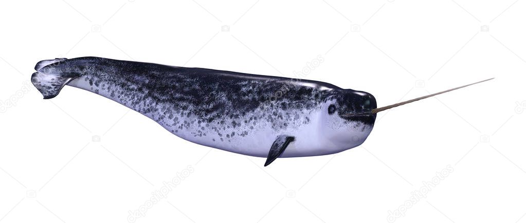 3D Rendering Male Narwhal on White