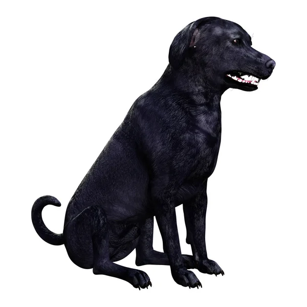 Representación 3D del perro Labrador en blanco — Foto de Stock