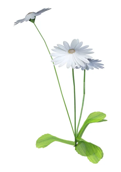 3D Rendering Daisy Flower on White — Stock Photo, Image