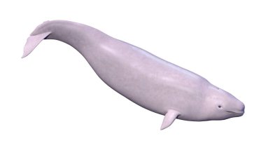 3d Rendering Narwhal Buzağı Beyaz