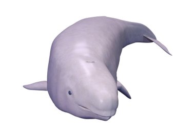 3d Rendering Narwhal Buzağı Beyaz