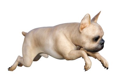 Beyaz üzerinde 3D render Fransız Bulldog