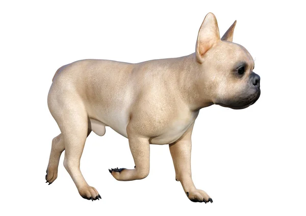 3D-illustratie Franse Bulldog op wit — Stockfoto
