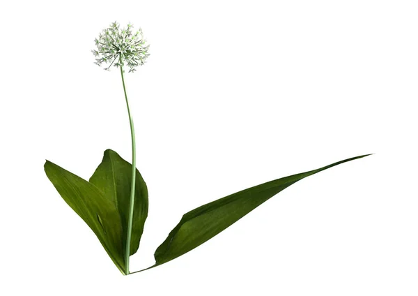 白に野生のニンニク植物をレンダリング3D — ストック写真