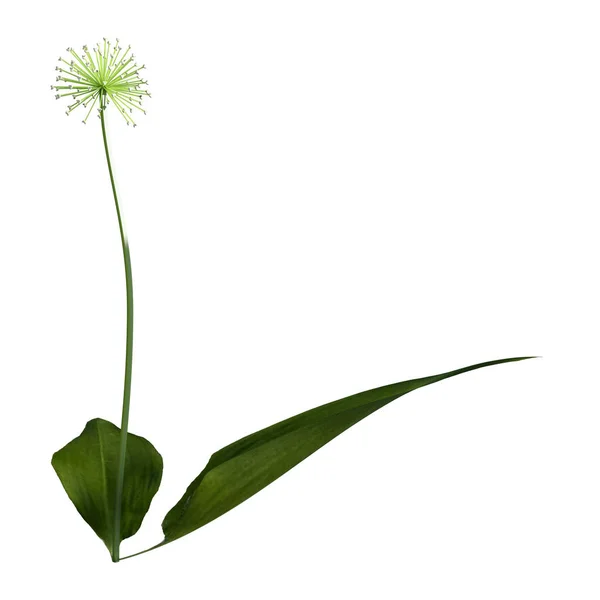 白に野生のニンニク植物をレンダリング3D — ストック写真