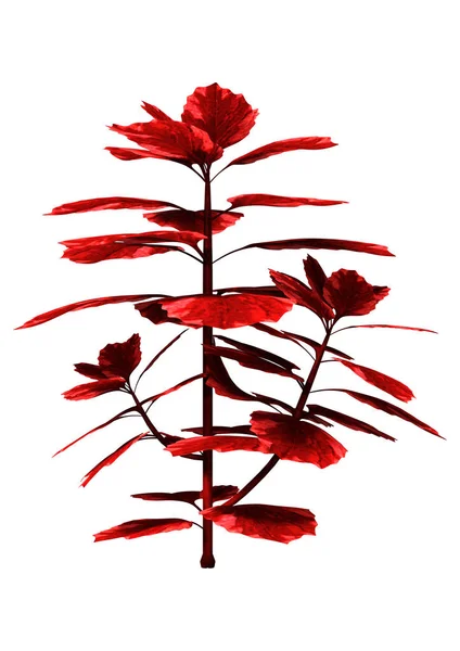 Planta de Coleus rojo de la representación 3D en blanco — Foto de Stock