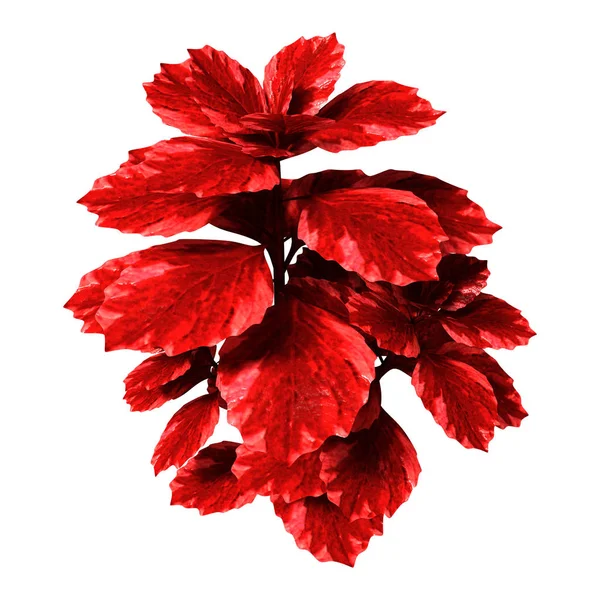 Tanaman Coleus Merah Rendering 3D di Putih — Stok Foto