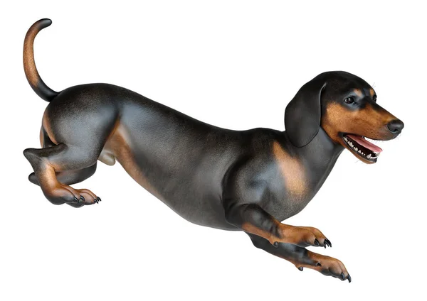 3D Dachshund renderização em branco — Fotografia de Stock