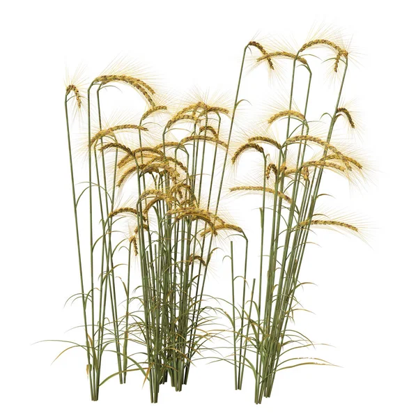 白に小麦植物をレンダリングする3D — ストック写真
