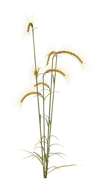 3d Beyaz Buğday Bitkisi Oluşturma — Stok fotoğraf