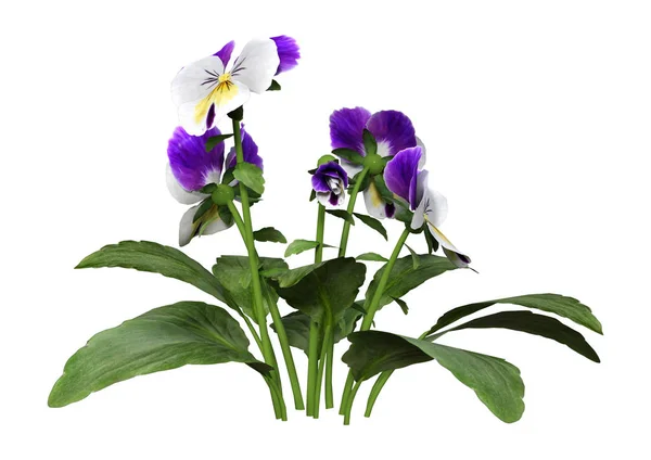 3D Rendering Pansy flores em branco — Fotografia de Stock