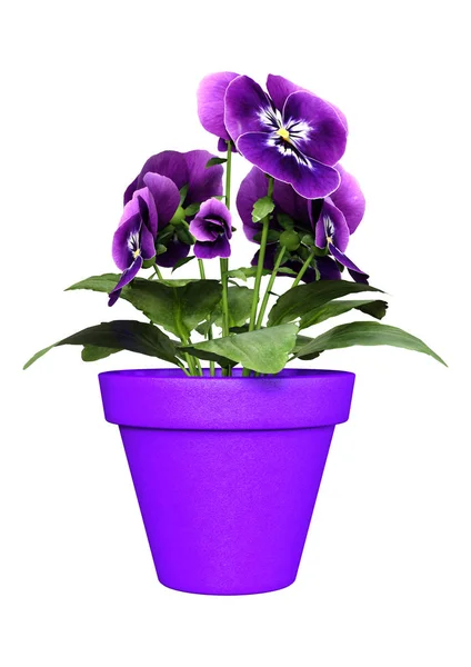 3D rendering viooltje bloemen op wit — Stockfoto