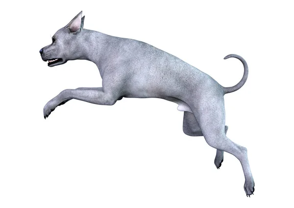 3D Render Blue Grat perro danés en blanco — Foto de Stock