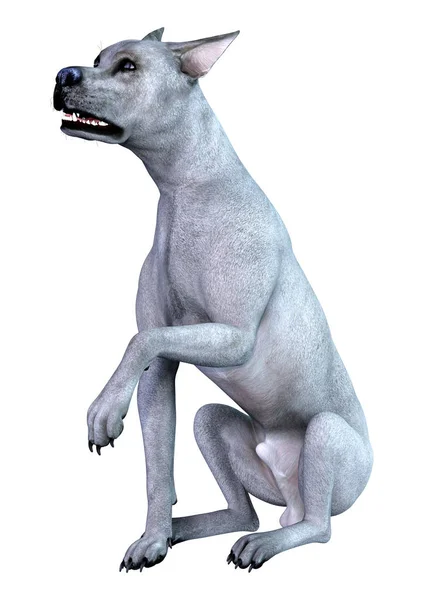 3D Render Blue Grat perro danés en blanco —  Fotos de Stock
