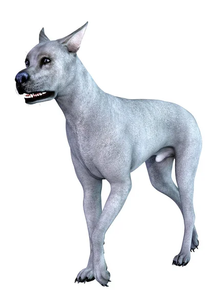 3D renderização azul Grat Dane Dog em branco — Fotografia de Stock