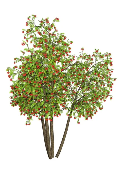 3D rendering Rowan Tree på vit — Stockfoto