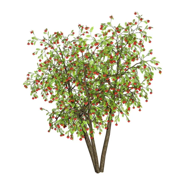 3D renderowania Rowan Tree biały — Zdjęcie stockowe