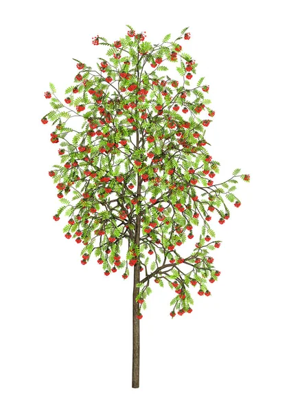 3D rendering Rowan Tree-fehér — Stock Fotó